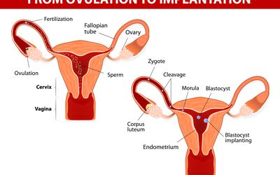 Illustration of the female repructive system, including the corpus luteum