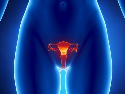 Female REPRODUCTIVE system x-ray view