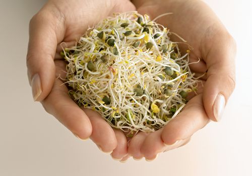 苜蓿芽在人的手中