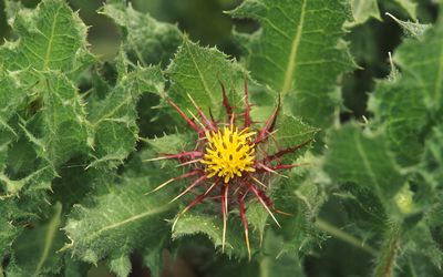 有福的蓟(Cnicus benedictus)
