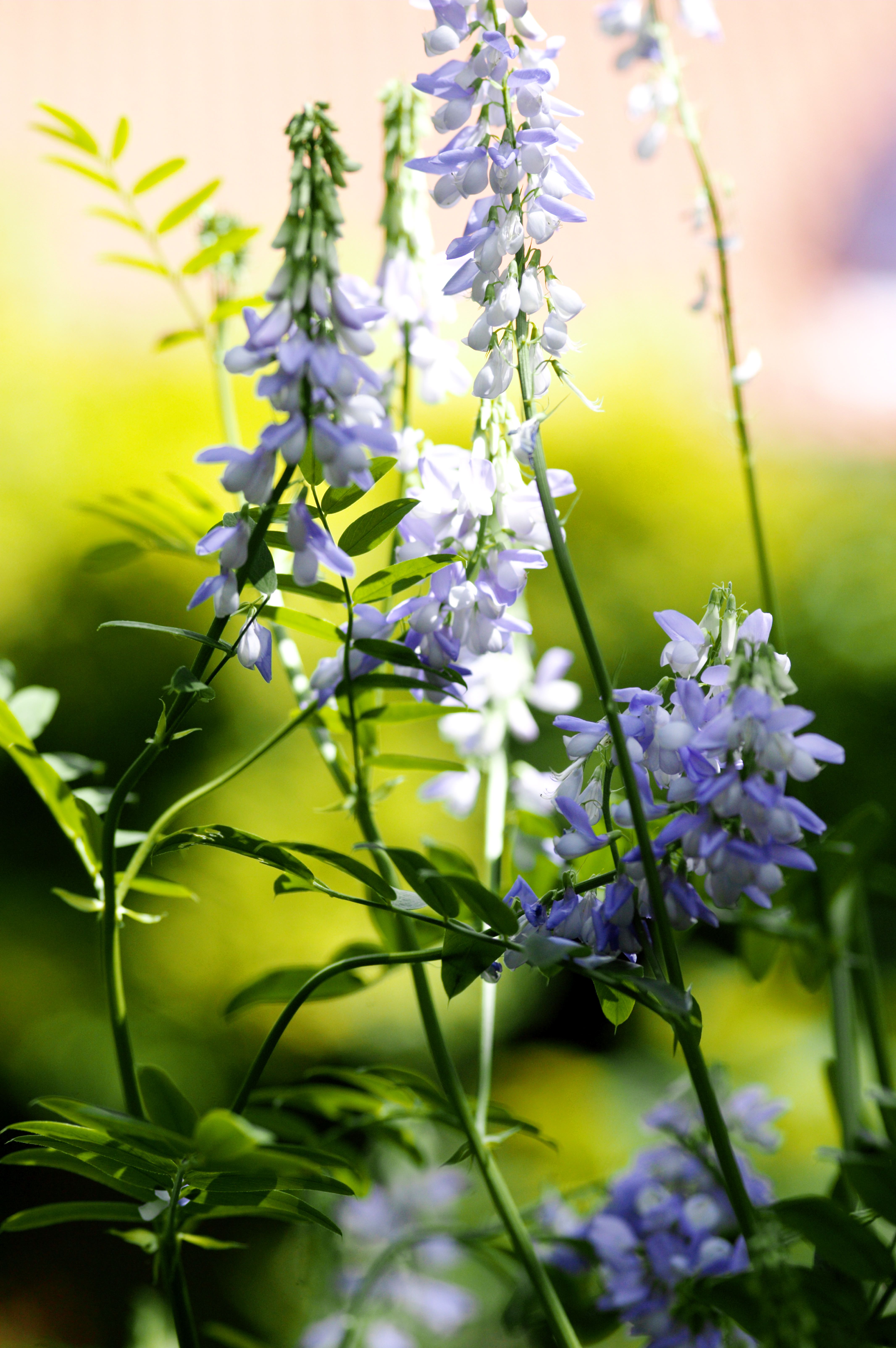 七月，布鲁日，galega officinalis var. lady wilson的近照