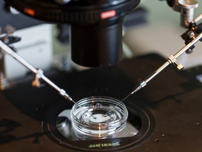 A human egg is fertilized in a lab.