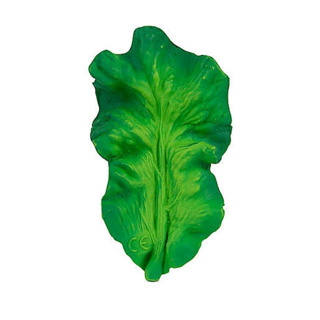 油和卡罗尔肯德尔的羽衣甘蓝牙