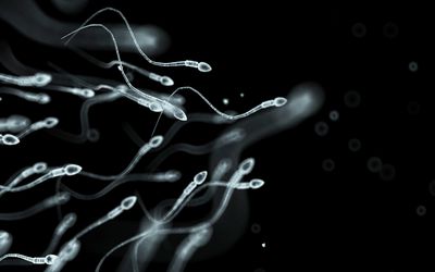 精子游动的计算机插图，不像精子坏死症，精子不能移动