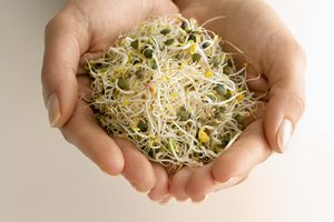 Alfalfa sprouts in a person's hands