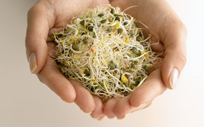 苜蓿芽在人的手中