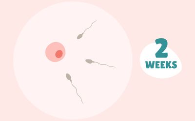 Pregnancy Week by Week: Week 2
