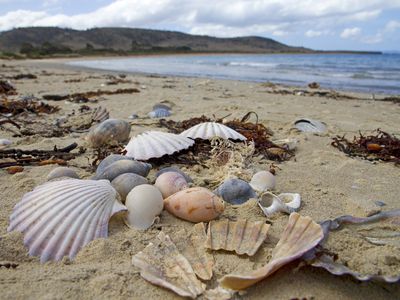 Sea shells on a beach, water and hills visible in the distance