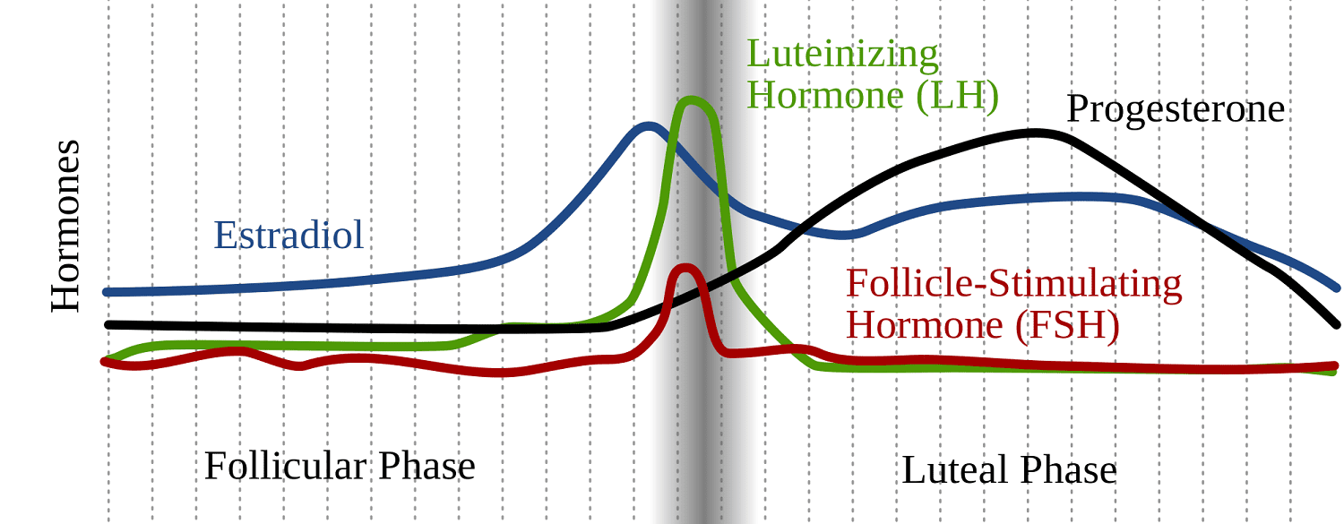 卵泡刺激素、雌二醇、LH和孕酮的激素相互作用